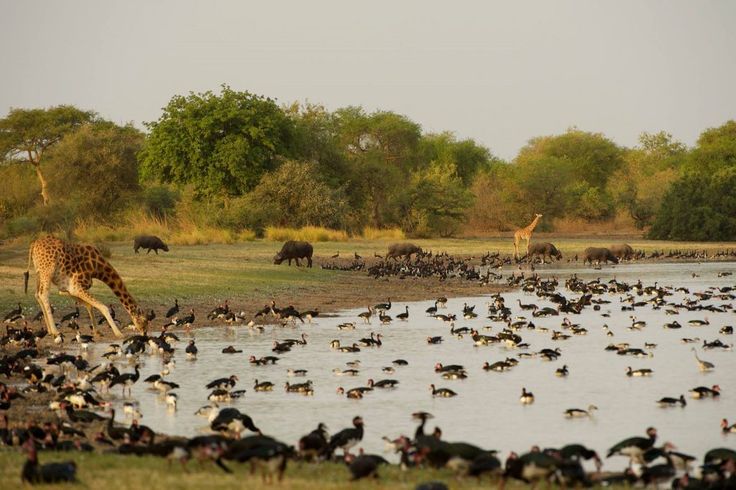 Africa High End Camps